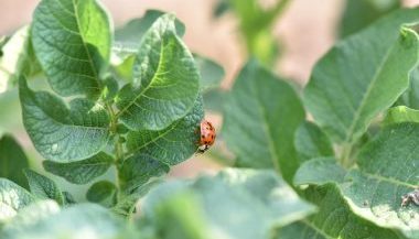 Aggiornamenti tecnici e metodologici sul pest management
