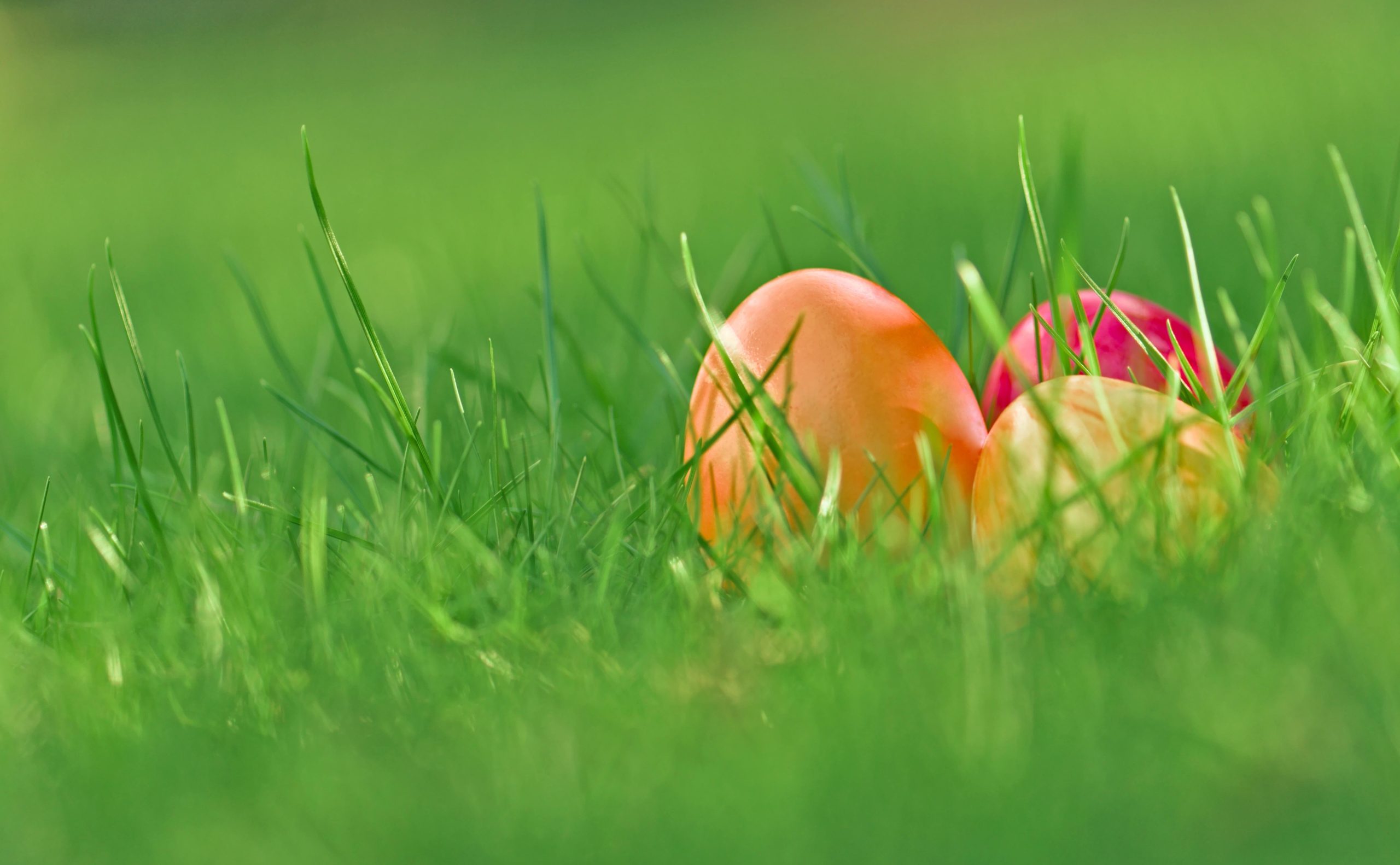 Buona Pasqua dall'Associazione Italiana Cultura Qualità-AICQ-ETS